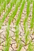 Agriculture Amid Mounting Challenges 