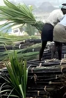 India Halts Sugar-Based Ethanol Procurement From November 1 as Weak Monsoon Hits Sugarcane Output