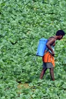 Analysis: As Iran War Eats Into India's Urea Supply, What Are Our Options 