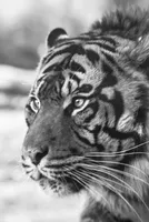 India's growth potential 