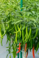 India’s green chilly arms itself with compliance playbook 