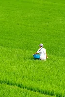 Prices of Asia-Pacific’s fertilisers, petrochemicals set to surge on Iran war: ADB - Eco