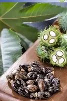 US Castor Oil Market Plummet 4% in January 2026 as Seed Prices Fall