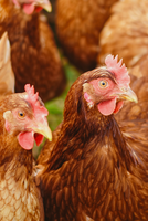Bird Flu Crisis Hits South Africa