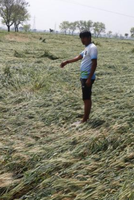 Madhya Pradesh Farming Woes
