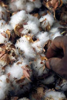 Cotton yarn prices fluctuate; Mumbai sees decline