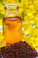 Stagnant Mustard Oil Prices