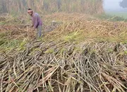 March quota cut for 85 sugar mills including Bajaj Hindusthan, Ponni
