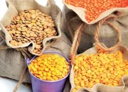 Production of tur and lentil is estimated to increase and gram to decrease.