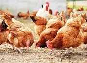 Chicken prices rise on drop in production after bird flu scare