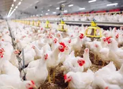 Avian flu in poultry recorded in 7 Asian countries