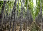 Sugar recovery increases in Uttar Pradesh during 2023-24 season