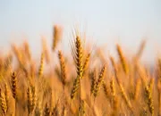 Bulgarian wheat exports soar on strong demand, record stocks