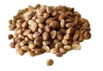 Charoli Seed