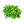 Ivy Gourd
