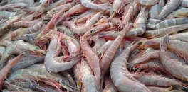 the-us-shrimp-market-who-is-winning