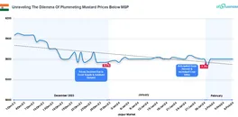 unraveling-the-dilemma-of-plummeting-mustard-prices-below-msp