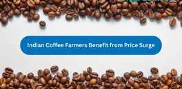 indian-coffee-farmers-ride-high-on-price-surge-amid-global-market-shifts