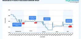mustard-price-fluctuations-and-procurement-dilemmas-april-week-3