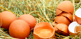 why-are-egg-prices-rising-in-india