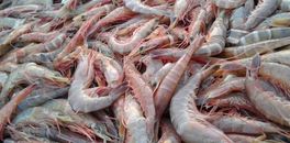 the-us-shrimp-market-who-is-winning