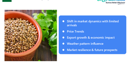 coriander-market-navigating-limited-arrivals-and-global-demand
