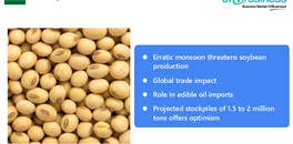 indias-soybean-production-faces-setback-amid-erratic-rainfall