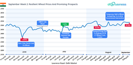 september-week-2-resilient-wheat-prices-and-promising-prospects