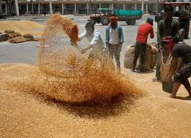Wheat procurement for 2024-25 sees slight dip, but likely to pick up soon