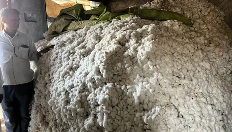 Cotton Price: अच्छे दाम की चाहत में और नुकसान करवा बैठे कपास की खेती करने वाले क‍िसान