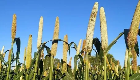 Kharif Sowing Part-1: राजस्थान में दोगुनी हुई बाजरे की बुवाई, लेकिन पिछले साल से कम है लक्ष्य