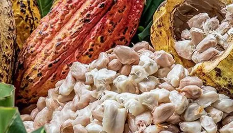 Indian cocoa prices take cue global prices, Campco procures wet beans at ₹250-275 a kg