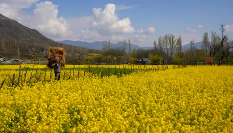 Mustard Prices Remain Below MSP Despite Govt Purchases