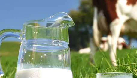 Milk Import Ban May be Lifted to Prevent Shortages