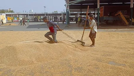 Wheat Arrival in Jalandhar Dist Mandis Exceeds Last Year’s Figures