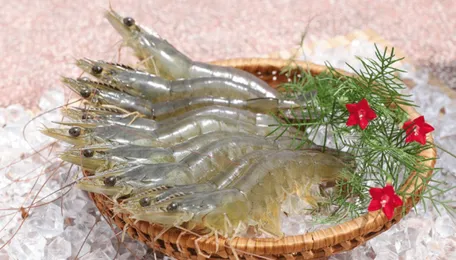 Seafood Exporter Minh Phu Suffers $4.1M Loss in Q1