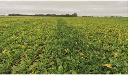 France Sugar Beet Production Hits 14-year Low