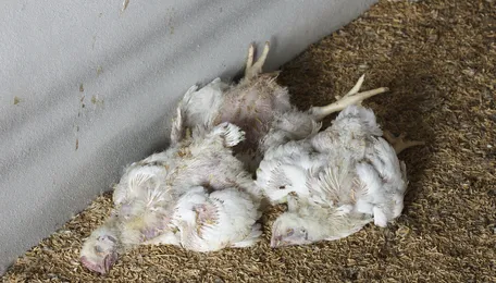 Argentina Allocates $7,450 Mln For Avian Influenza-Impacted Poultry Farmers