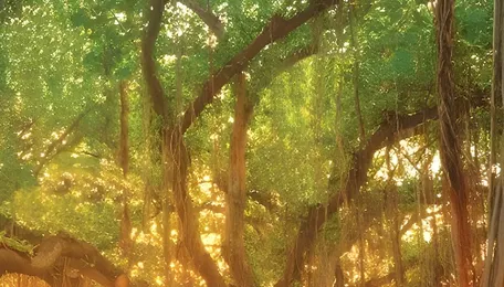 Pune Road Expansion Sparks Banyan Conservation Push