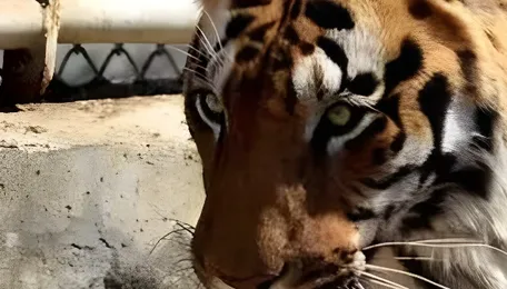 Tiger corridor on Nagpur-Katol highway to be completed by 2028 