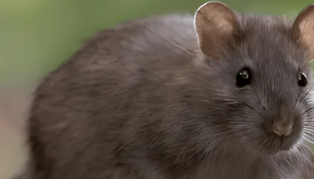 US EPA Collaborations with PETA Scientists Spare Animals from Testing and Advance Human Relevant Science 