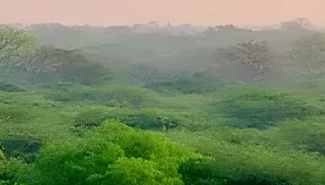 Delhi Greenery Budget Raises Urban Maintenance Questions