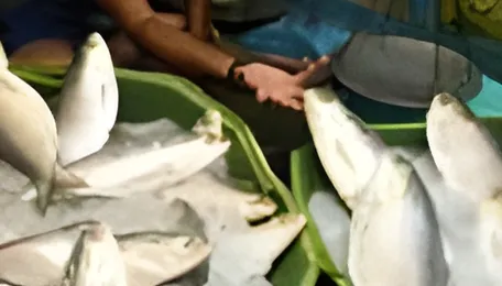 For Bengali palates, it's about fish fulfillment