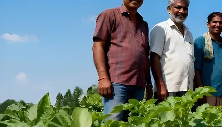 Zydex’s Organic Solution Has Become Farmers’ First Choice for Potato Farming, Improving Yields and Soil Health 
