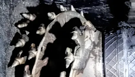 In a bid to meet targets, ECL going back to digging deep for coal 