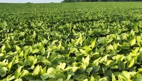 The Chemical Briefing: Six Decades On, Chlorpyrifos Still Cheats the Reaper 