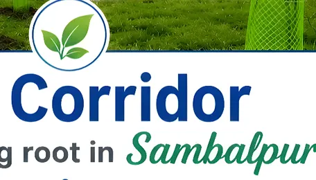 NHAI develops ‘Bee Corridor’ along Sambalpur National Highway in Odisha 