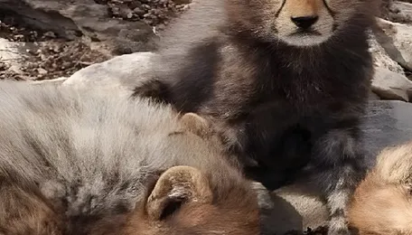 Solar-powered water lift system helps cheetah cubs survive brutal heat in Kuno 