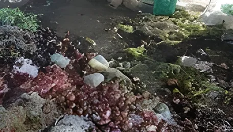 Chandigarh Apni Mandis Waste Crisis Raises Sanitation Concerns