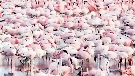 Navi Mumbai Flamingo Lake Faces Pollution Threat